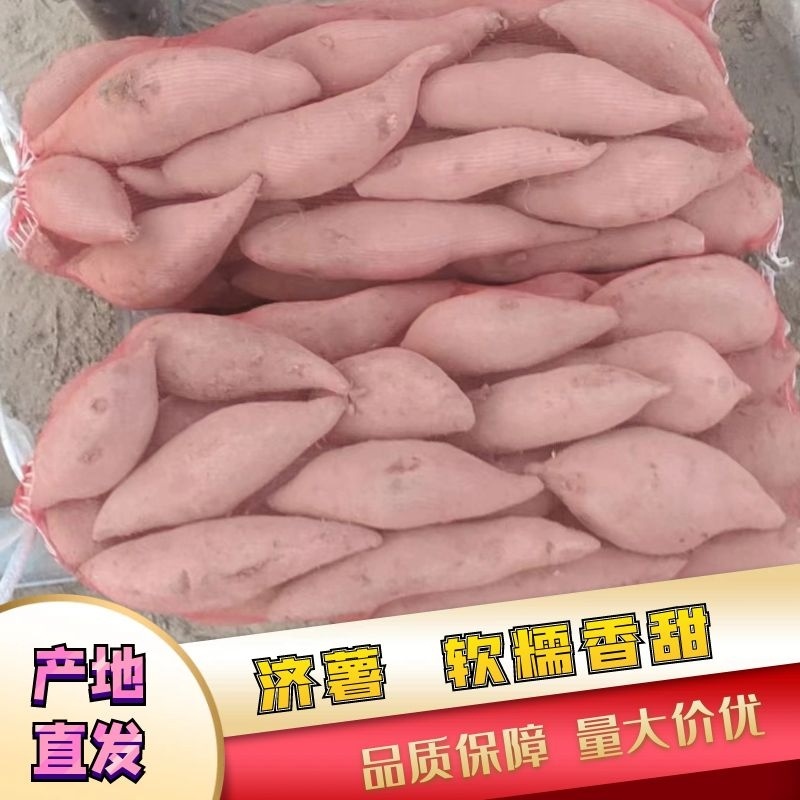 山东济薯产地直发，一手货源，品质保证，供应全国市场批发商