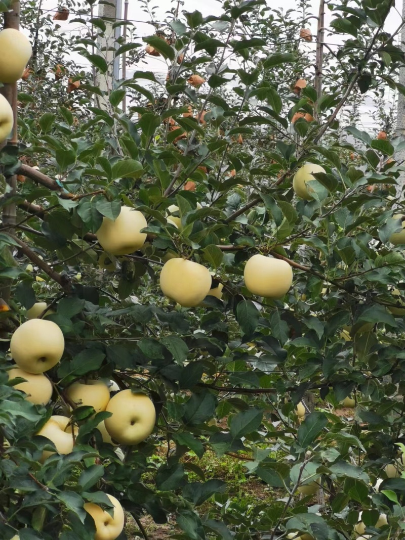 天水红富士苹果，产地直发，产品保值保量到货无忧