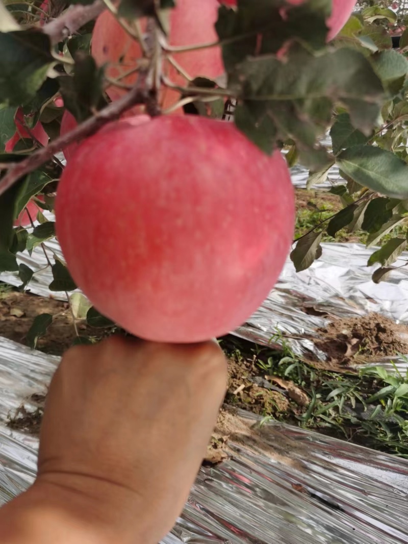 天水红富士苹果，产地直发，产品保值保量到货无忧