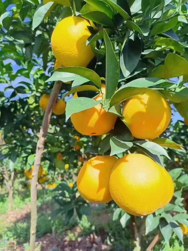 湖南鲜货脐橙集体种植基地价格稳定，看园订货，现场采摘售。