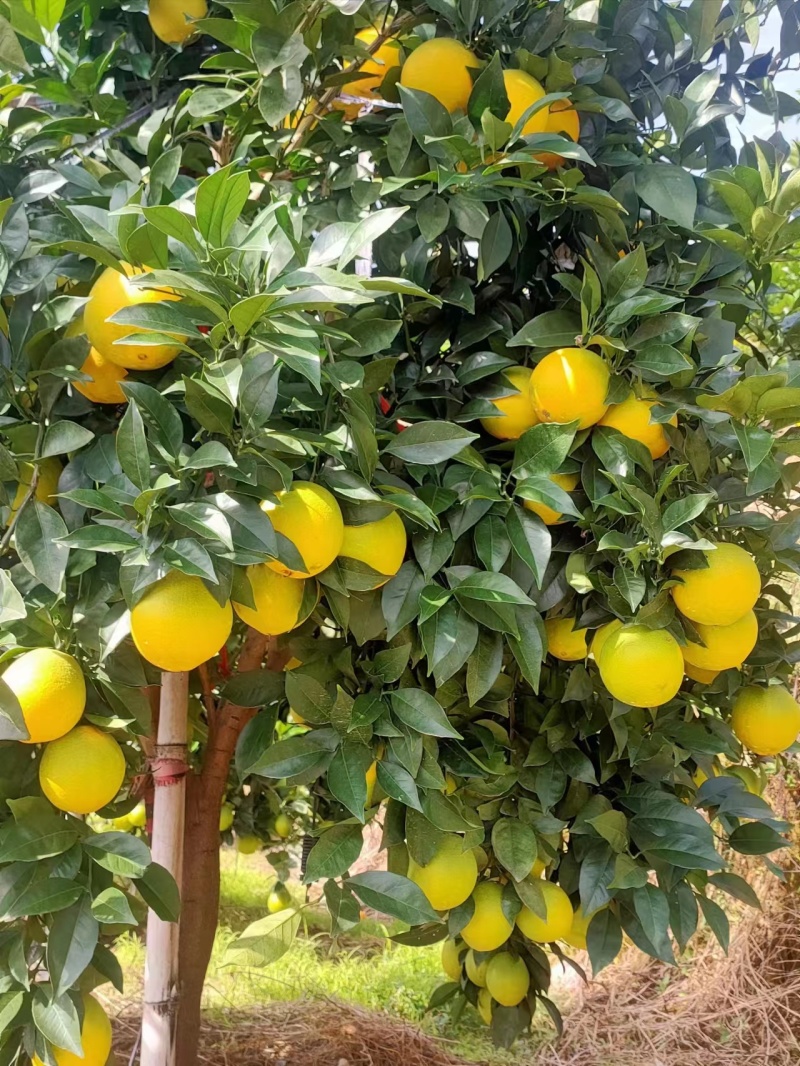 湖南鲜货脐橙集体种植基地价格稳定，看园订货，现场采摘售。