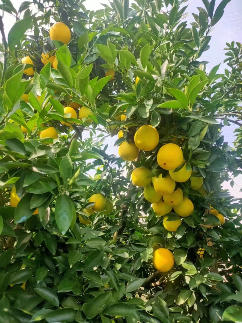 湖南鲜货脐橙集体种植基地价格稳定，看园订货，现场采摘售。