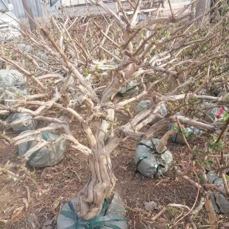 金银花大树老桩大量供应规格1一10cm欢迎新老客户