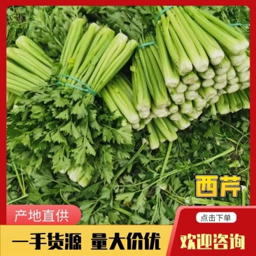 【产地批发】精品西芹一手货源质优价廉代发全国保质