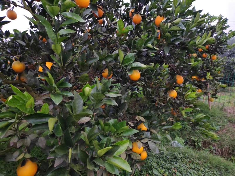 纽荷尔脐橙湖北宜昌多汁可口大量上市电联沟通产地发货