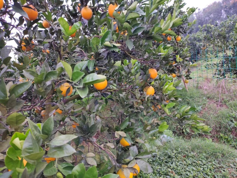 纽荷尔脐橙湖北宜昌多汁可口大量上市电联沟通产地发货