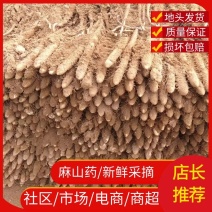 【牛商】安阳麻山药一手货源全年供货价格品质保证