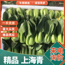 山东精品小颗上海青小油菜货源充足保质保量全国代发