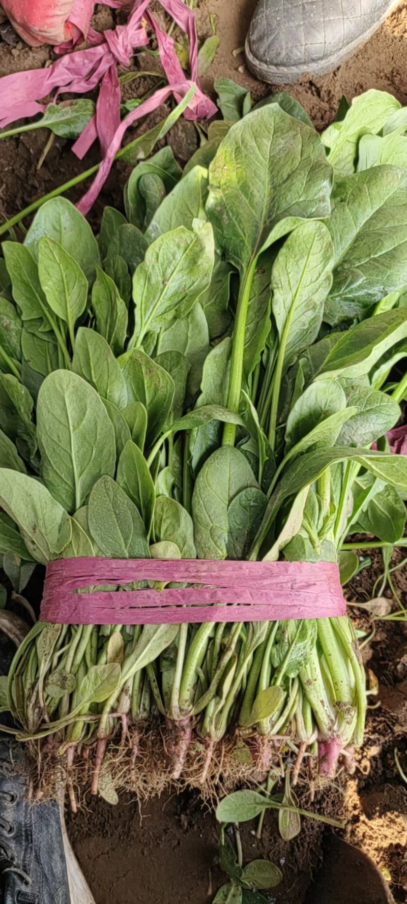 山东曹县各种叶菜种植基地，精品大叶菠菜，小叶菠菜