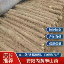 【牛商推荐】安阳内黄麻山药一手代办全国发货大量供货