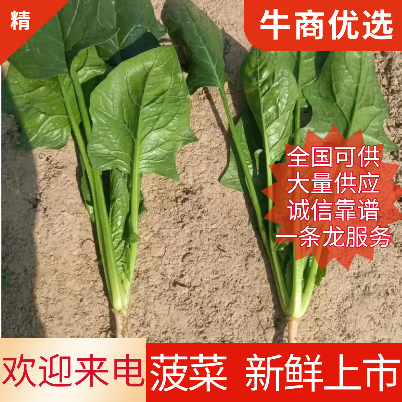 山东曹县各种叶菜种植基地，精品大叶菠菜，小叶菠菜