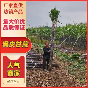 黑皮甘蔗，商品甘蔗代办装车，产地发货量大优惠