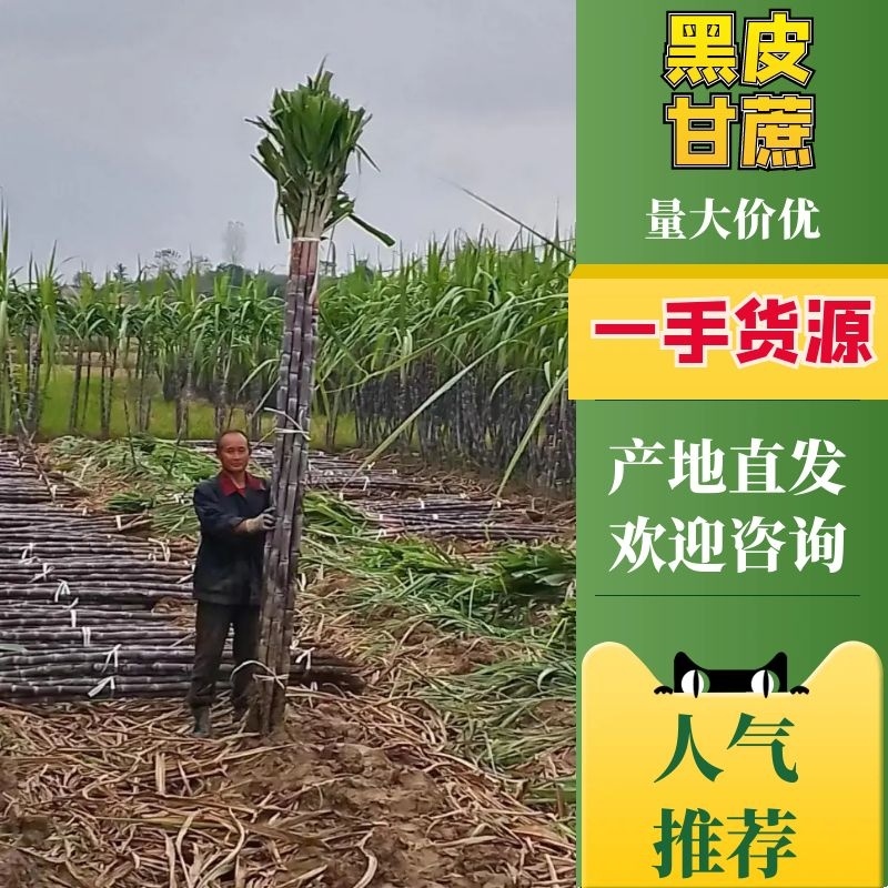 【推荐】精品黑皮甘蔗产地大量上，量大价优欢迎合作下单