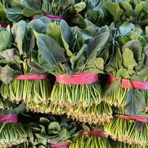 菠菜河北大叶菠菜基地发货量大从优质量保障大量上市