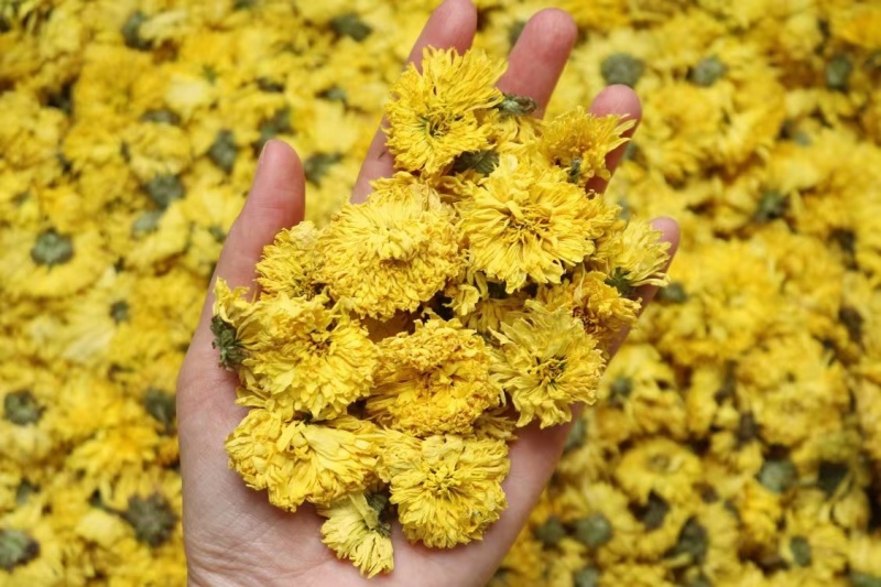 徽州皇菊罐装黄花茶胎菊婺源小黄菊花茶