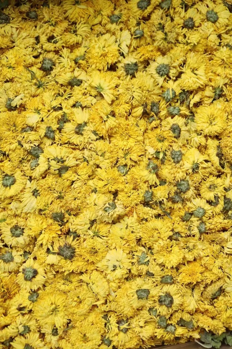 徽州皇菊罐装黄花茶胎菊婺源小黄菊花茶
