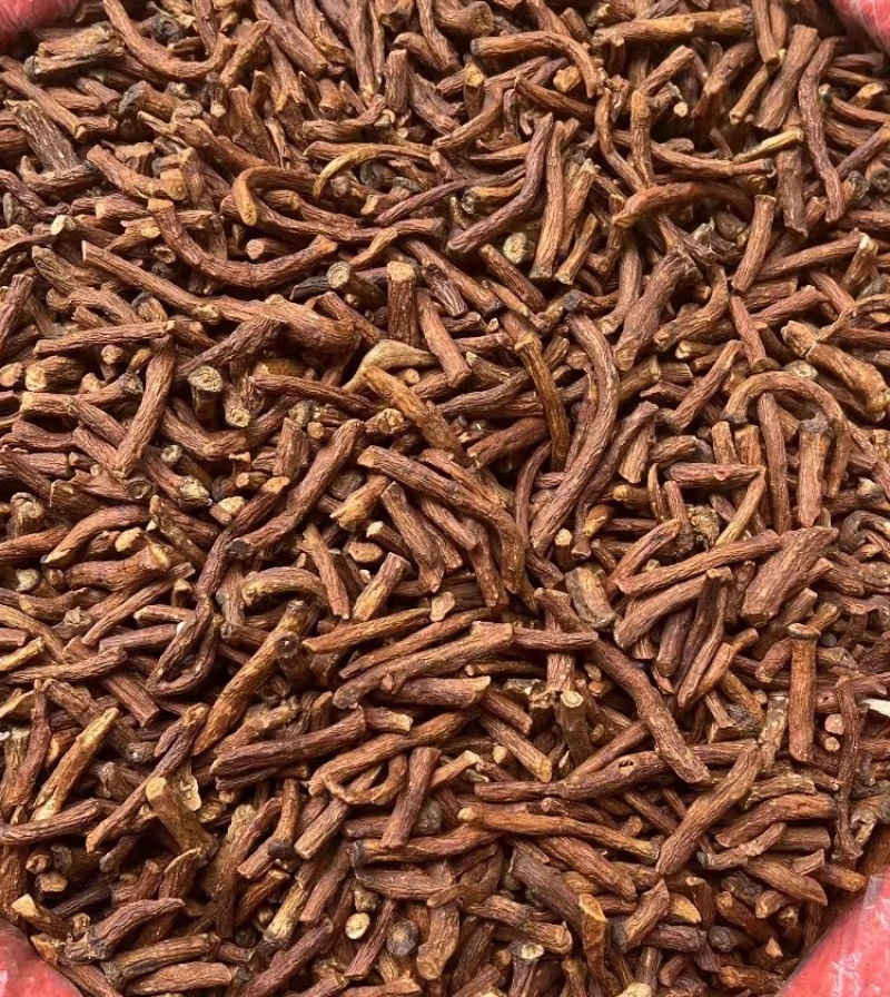 特级野生蒲公英根茶长白山炒浦公英的根中药材
