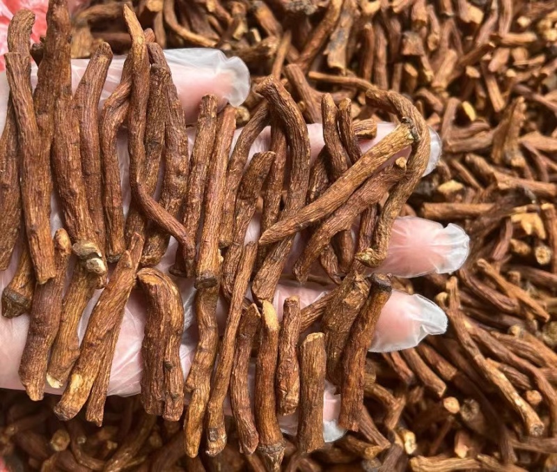 特级野生蒲公英根茶长白山炒浦公英的根中药材