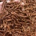 特级野生蒲公英根茶长白山炒浦公英的根中药材