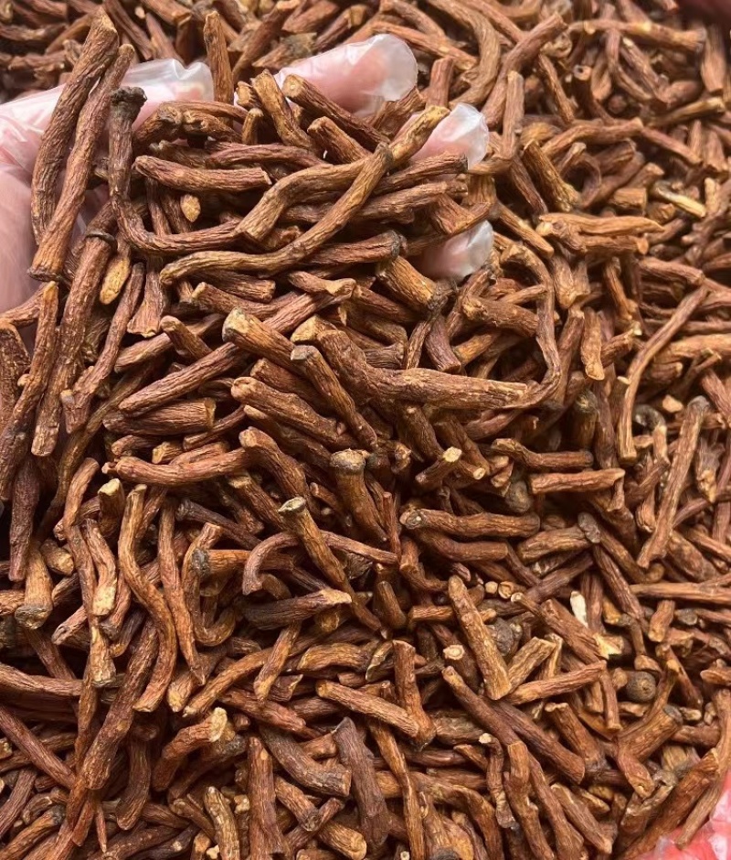 特级野生蒲公英根茶长白山炒浦公英的根中药材