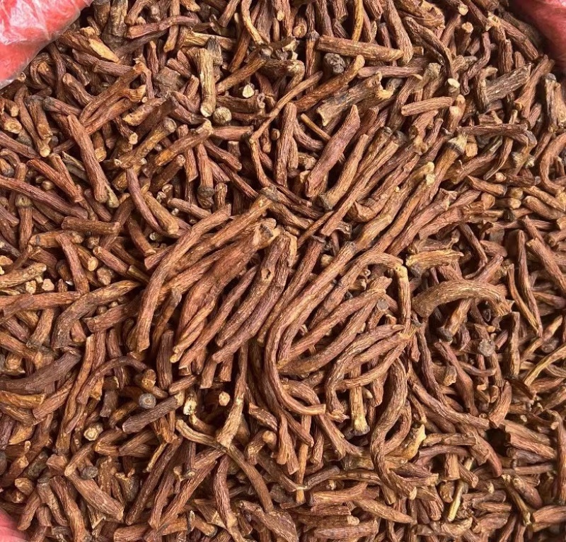 特级野生蒲公英根茶长白山炒浦公英的根中药材