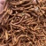 特级野生蒲公英根茶长白山炒浦公英的根中药材