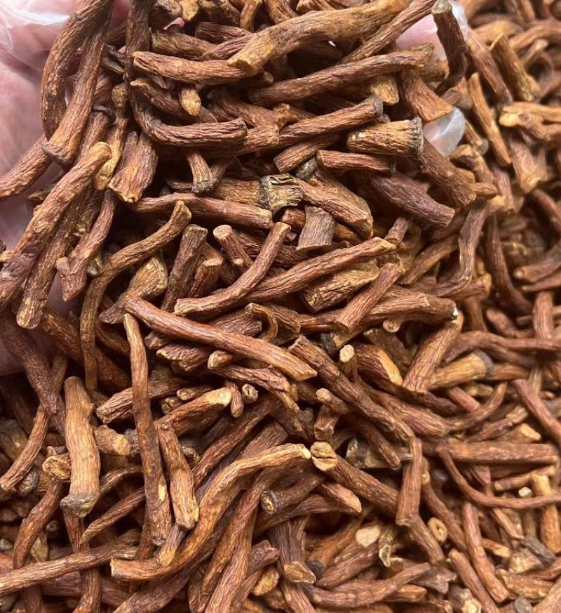 特级野生蒲公英根茶长白山炒浦公英的根中药材