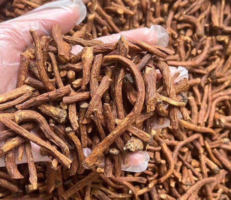 特级野生蒲公英根茶长白山炒浦公英的根中药材
