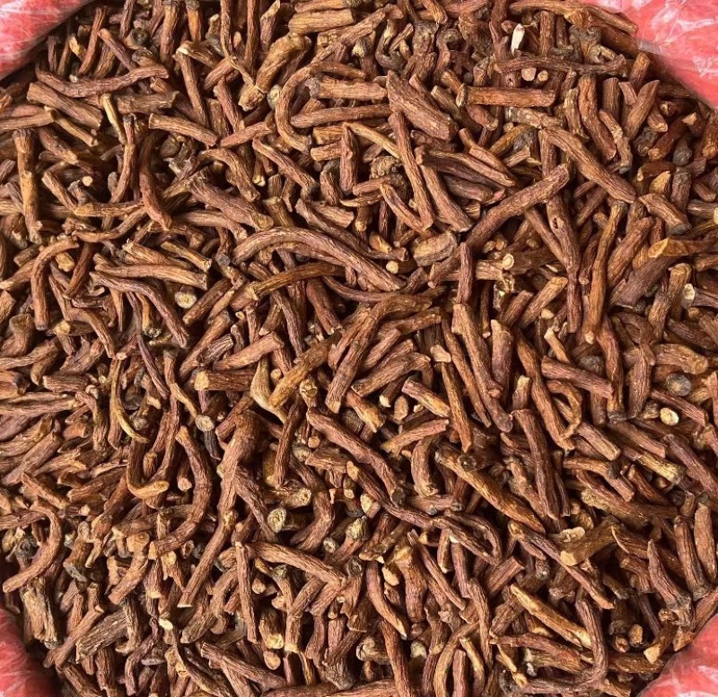 特级野生蒲公英根茶长白山炒浦公英的根中药材