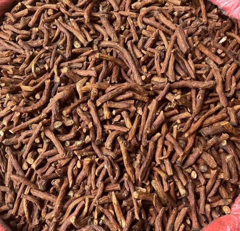 特级野生蒲公英根茶长白山炒浦公英的根中药材
