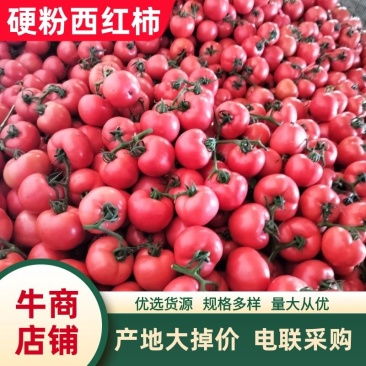 费县硬粉西红柿大量上市对接商超/市场/电商质量保证电联