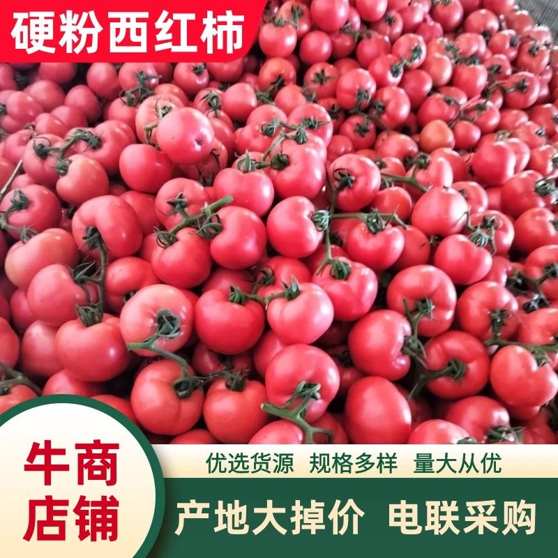 费县硬粉西红柿大量上市对接商超/市场/电商质量保证电联