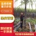 湖北省枣阳市精品黑皮氺果甘蔗，大量上市色黑节长口感脆甜