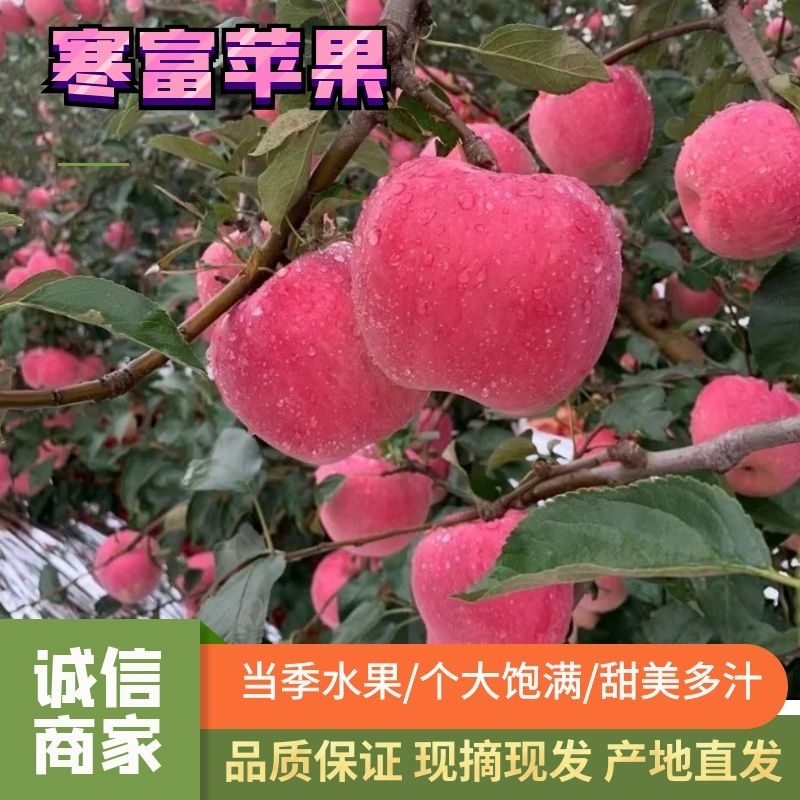 辽宁绥中精品寒富苹果大量有货个头均匀颜色全红口感脆甜