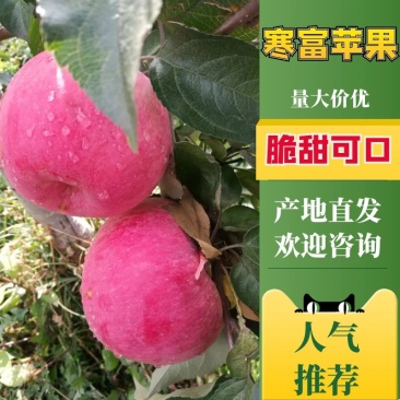 【实力】寒富苹果个大皮毛亮颜色全红口感脆甜大量供应