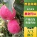 【实力】寒富苹果个大皮毛亮颜色全红口感脆甜大量供应