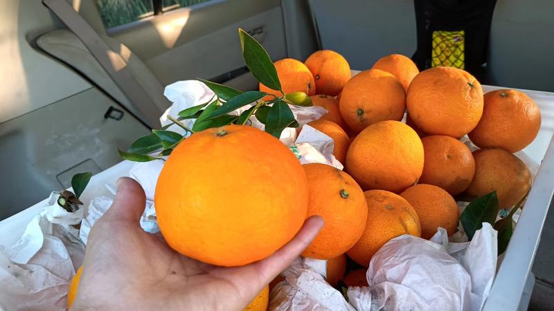 福建漳州红美人果冻橙爱媛38号大量上市对接电商市场