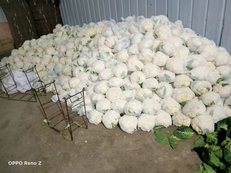陕西精品菜花一手货源产地直发货源充足欢迎订购