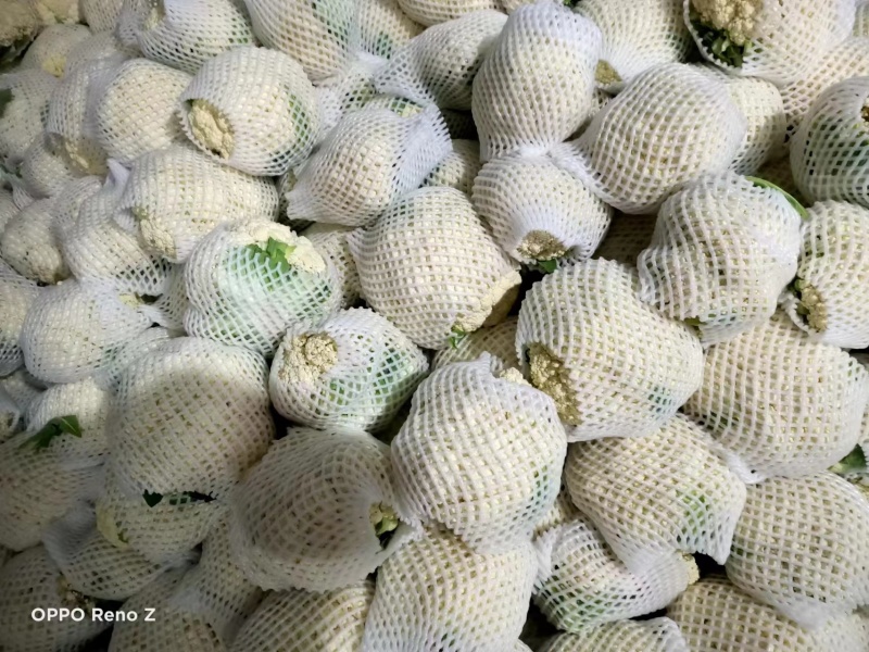 陕西精品菜花一手货源产地直发货源充足欢迎订购