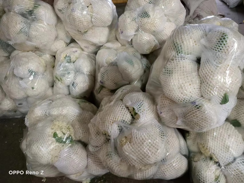陕西精品菜花一手货源产地直发货源充足欢迎订购
