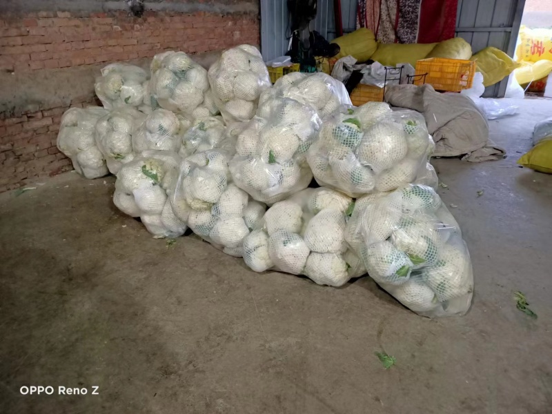 陕西精品菜花一手货源产地直发货源充足欢迎订购