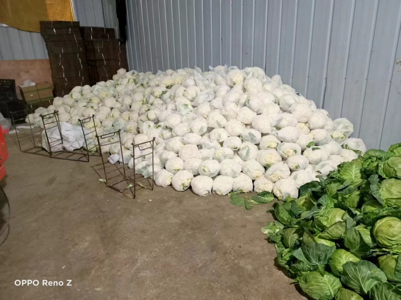 陕西精品菜花一手货源产地直发货源充足欢迎订购