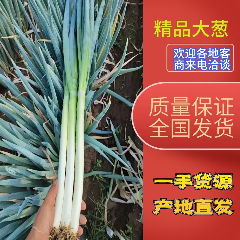 基地直发山东铁杆大葱个头大品质好欢迎老板咨询采购