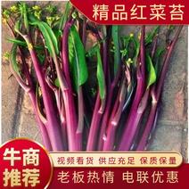精品红菜苔大量上市品质保证一手货源量大从优欢迎