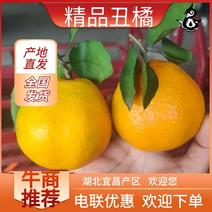 精品丑橘不知火柑桔产地直发品质保证量大从优