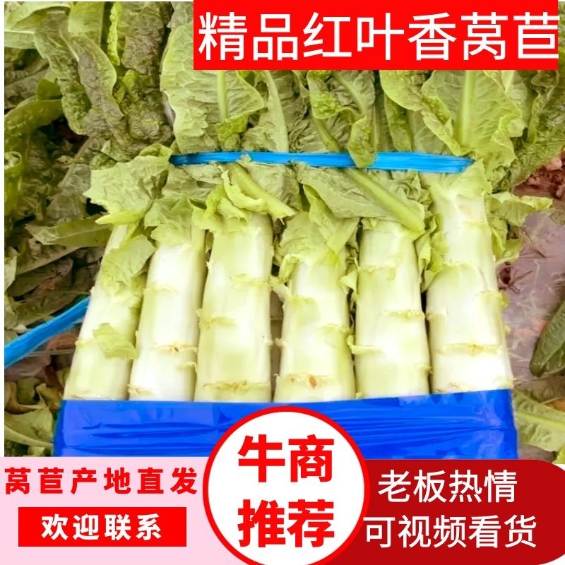 精品红叶莴笋产地直发品质保证一手货源量大从优