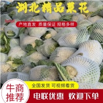 精品松花菜菜花产地直发品质保证量大从优欢迎联系