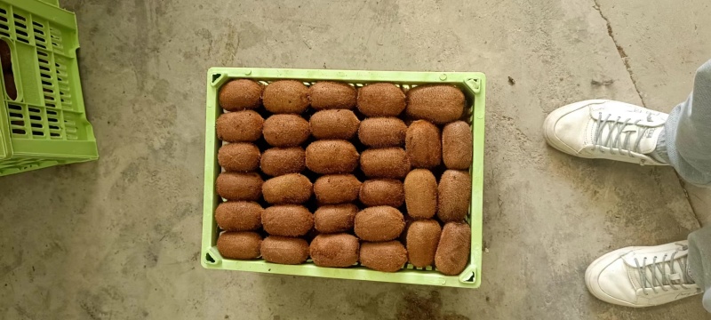 【牛商】优质精品贵长猕猴桃果型好，口感好欢迎致电合作