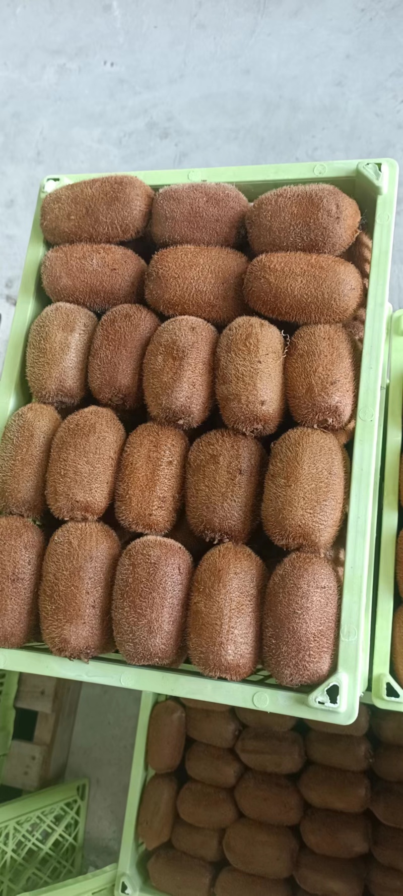 【牛商】优质精品贵长猕猴桃果型好，口感好欢迎致电合作