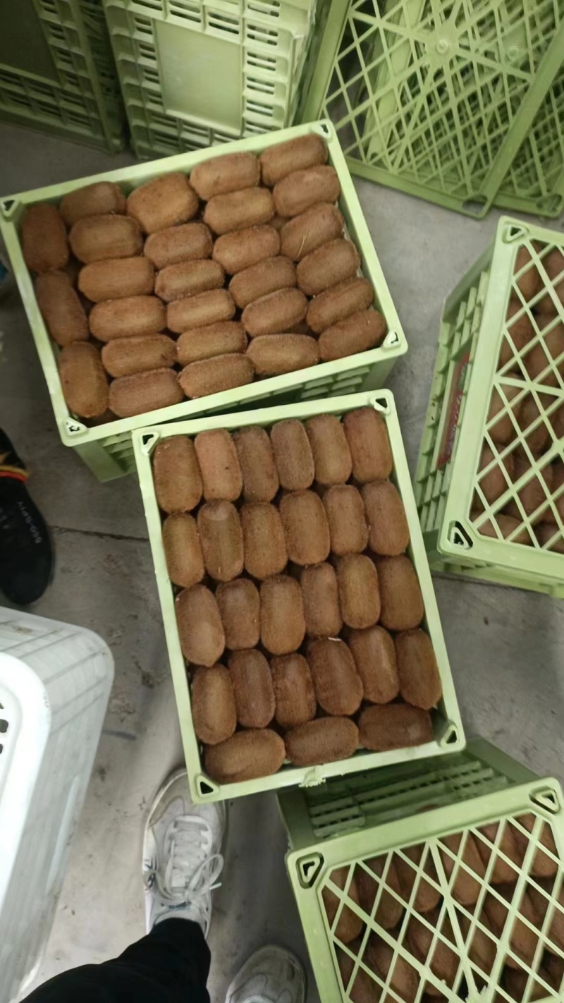 【牛商】优质精品贵长猕猴桃果型好，口感好欢迎致电合作